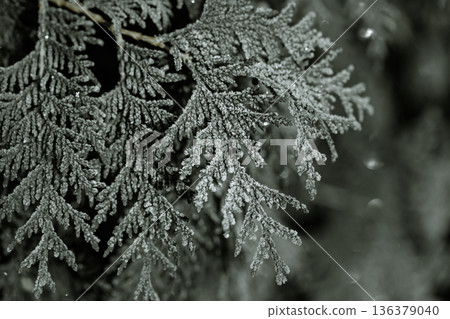 Spruce twigs covered with frost close up. Spruce twigs covered with frost close up. 136379040