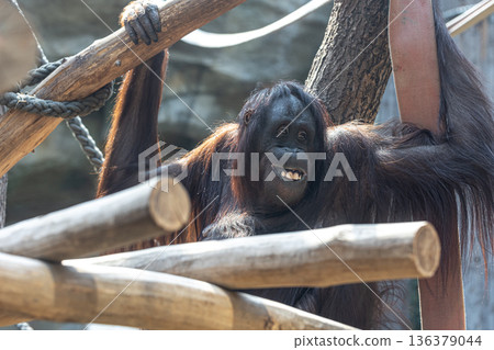 Funny monkey with a funny smile in the zoo. 136379044