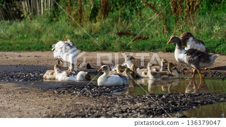 geese out of the water 136379047