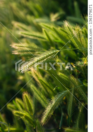 Green spikelets of wheat scatter with a blurred background. 136379071