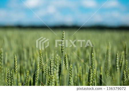Green Wheat Head in Cultivated Agricultural Field, Early Stag 136379072
