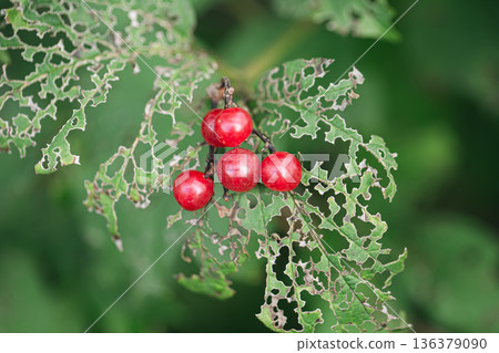 A holey leaf eaten by caterpillars, a leaf with a beautiful pattern. A holey leaf eaten by caterpillars, a leaf with a beautiful pattern. 136379090