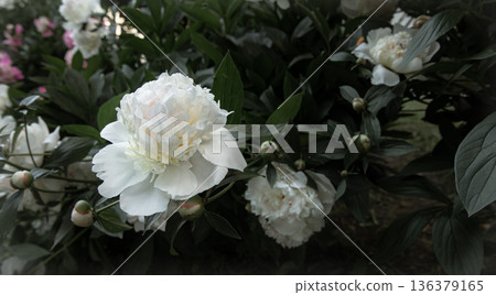 Close up of white peonies blooming on a bush. Close up of white peonies blooming on a bush. 136379165