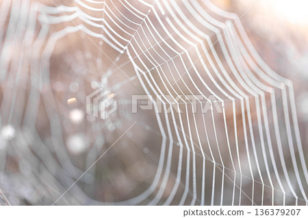 Close-up of a spider web on a blurred background. Close-up of a spider web on a blurred background. 136379207