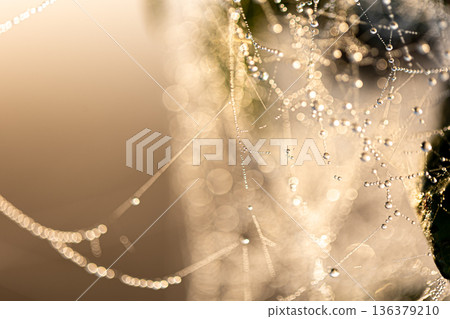 Macro shot of a drop of morning dew on a spider web. Macro shot of a drop of morning dew on a spider web. 136379210