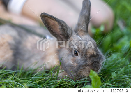 A red-haired domestic rabbit walks down the street. Pets concept. A red-haired domestic rabbit walks down the street. Pets concept. 136379240