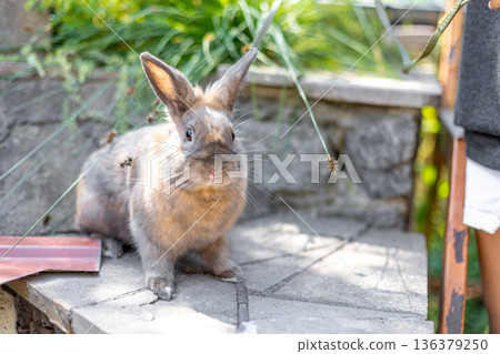 A red-haired domestic rabbit walks down the street. Pets concept. 136379250