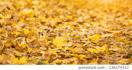 Autumn background of fallen leaves in the forest. Autumn background of fallen leaves in the forest. 136379322