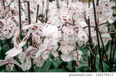 Background with lots of floral Orchid texture. Background with lots of floral Orchid texture. 136379417