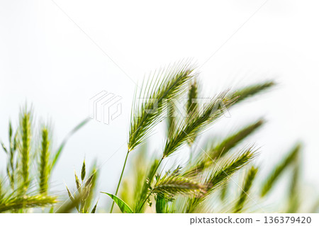 The background of the young beautiful green ears of wheat 136379420