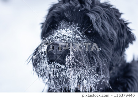 Beautiful black dog Giant Schnauzer on a walk in winter in snowy weather. 136379440