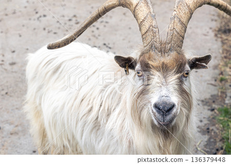 Beautiful horned goat close-up in the wild. 136379448