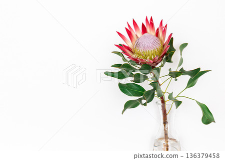 Beautiful protea flower on a white background isolated. Beautiful protea flower on a white background isolated. 136379458