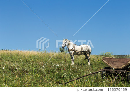 beautiful white horse in a field near beautiful white horse in a field near 136379469