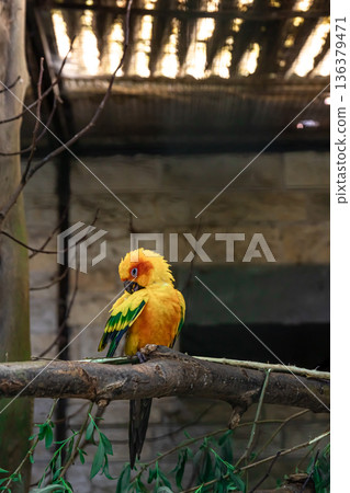 A beautiful yellow parrot in a zoo on a tree. A beautiful yellow parrot in a zoo on a tree. 136379471