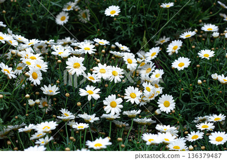 Blooming daisies among green grass, natural background. 136379487