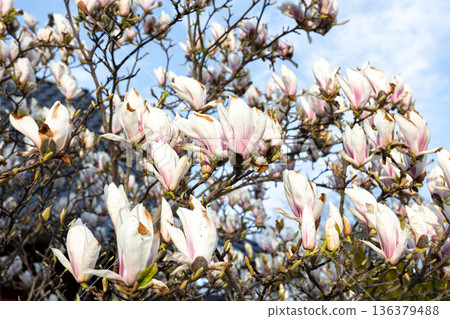 Blooming magnolia branches, magnolia flowers on a tree. 136379488