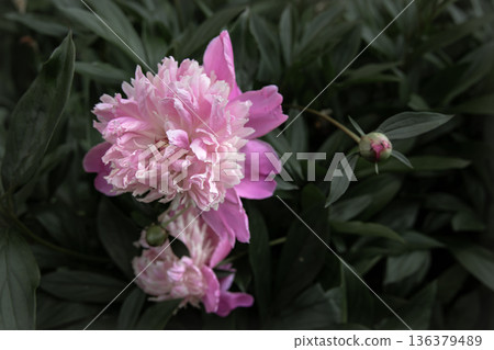 Close up of pink peonies blooming on a bush. 136379489