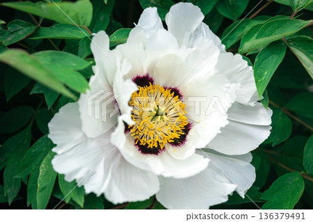 Blooming white tree peony in a botanical garden, close up. Blooming white tree peony in a botanical garden, close up. 136379491