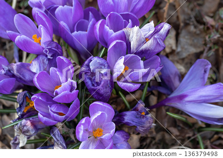 Blue crocuses grow in the ground, close-up. 136379498