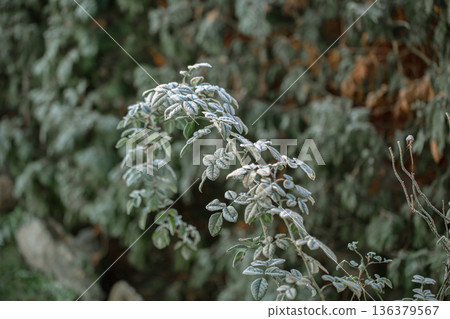 Twigs of wild plants on a frosty morning in the forest. 136379567