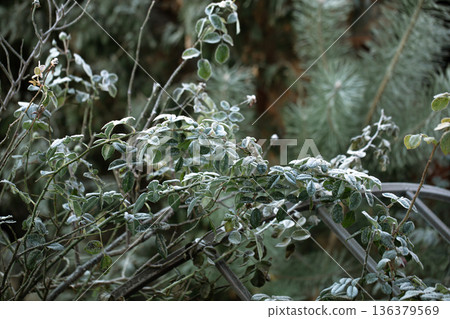 Twigs of wild plants on a frosty morning in the forest. 136379569