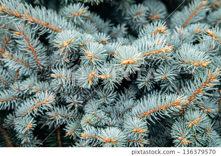 Branches of a pine tree close-up, short needles of a coniferous tree. Branches of a pine tree close-up, short needles of a coniferous tree. 136379570