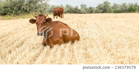 brown cow grazing in a yellow field brown cow grazing in a yellow field 136379579