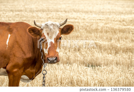 brown cow grazing in a yellow field brown cow grazing in a yellow field 136379580