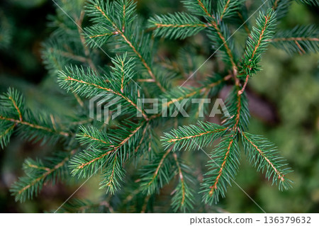 Christmas tree branches in the forest close-up, natural background. 136379632