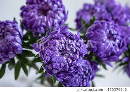 Close-up of blue chrysanthemums on a blurred background. 136379642