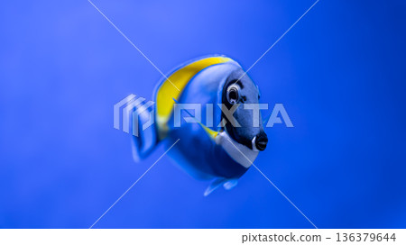 Close-up of a blue fish with a yellow one in an aquarium. 136379644