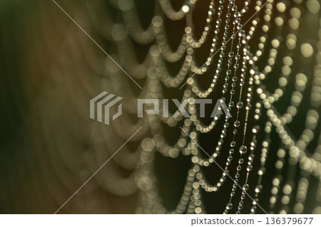 A beautiful spider web covered with dewdrops in the sunlight. 136379677