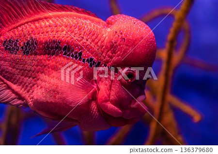 Close-up of exotic fish in the aquarium. Close-up of exotic fish in the aquarium. 136379680