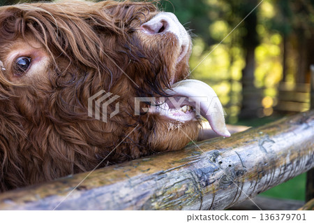 Close-up, muzzle of a bull behind a wooden partition. Close-up, muzzle of a bull behind a wooden partition. 136379701