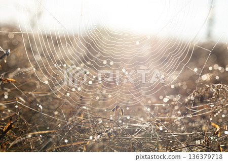 Close up of spider web in dew on a sunny morning. 136379718