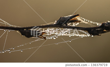 Close-up of a dry plant with cobwebs covered in dew. Close-up of a dry plant with cobwebs covered in dew. 136379719