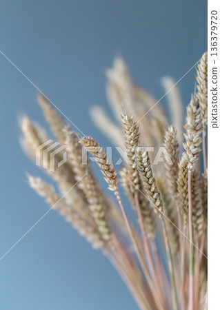 Close-up of spikelets of wheat on a blue background. Close-up of spikelets of wheat on a blue background. 136379720