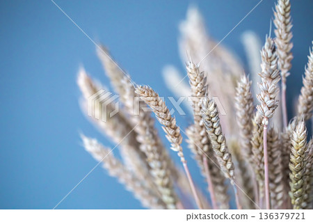 Close-up of spikelets of wheat on a blue background. Close-up of spikelets of wheat on a blue background. 136379721