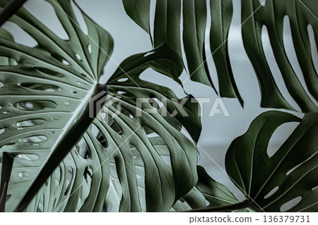 Close-up of textured beautiful natural monstera leaves. 136379731