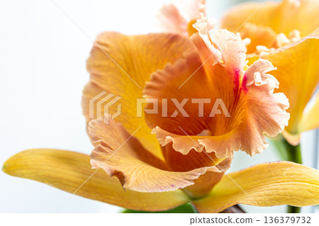 Close-up of Thai orchid on a blurred background, isolated. 136379732