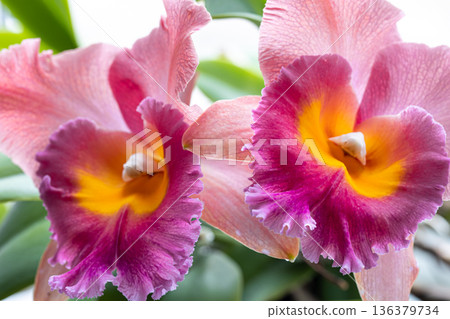 Close-up of Thai orchid on a blurred background, macro photography. 136379734