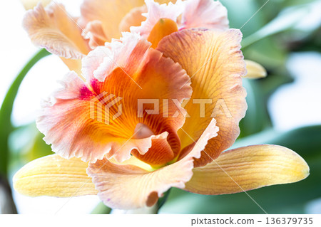 Close-up of Thai orchid on a blurred background, macro photography. 136379735