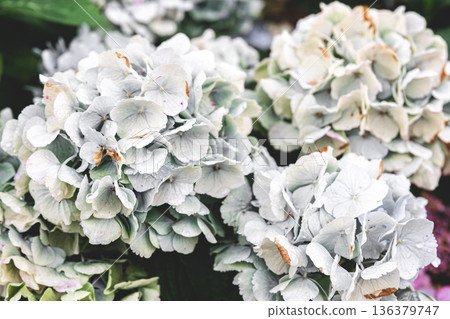 Close-up, white flowers on a bush, natural background. Close-up, white flowers on a bush, natural background. 136379747