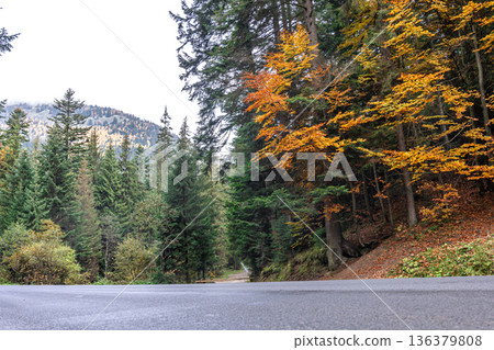 Coniferous forest in the highlands in early autumn. Coniferous forest in the highlands in early autumn. 136379808