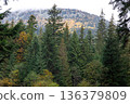 Coniferous forest in the highlands in early autumn. 136379809