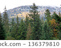 Coniferous forest in the highlands in early autumn. 136379810