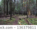 Coniferous forest in the highlands in early autumn. 136379811
