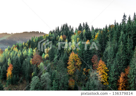 Coniferous forest in the mountains, natural background. 136379814