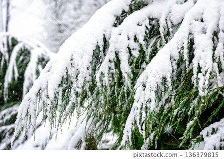 Coniferous plant in winter covered with snow, close up. Coniferous plant in winter covered with snow, close up. 136379815